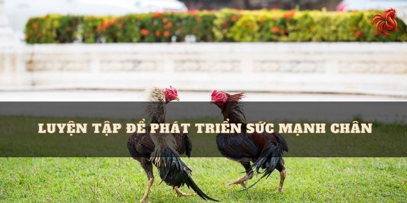 Cách Nuôi Gà Đá Chân Mạnh - Bí Quyết Huấn Luyện Thần Kê 5 Các bài tập giúp tăng sức mạnh của chân