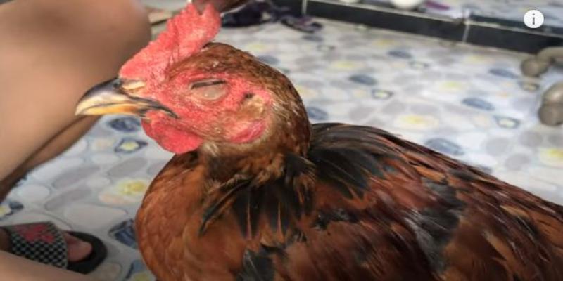 Cách Chữa Gà Bị Đá Mù Mắt - Thủ Thuật Chữa Hay Từ QQ88 2 Top 5 biện pháp chữa trị cho chiến kê bị thương