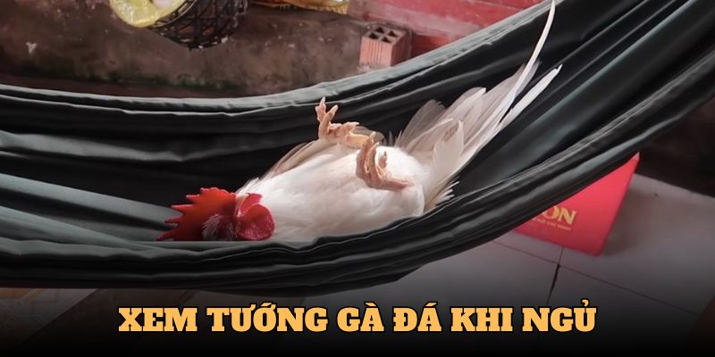 Cách Xem Tướng Gà Đá - Chọn Chiến Kê Hiệu Quả Cùng QQ88 5 Chiến kê xuất sắc ngáy vang xa